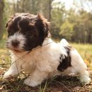 24시 수 동물메디컬센터 이미지