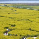 낙동강관리본부 대저생태공원 1 이미지