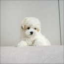 유어펫 라운지 강아지분양 이미지