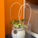 왕타코야끼 이미지