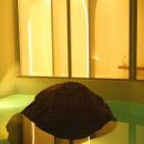 루오스테이 수월 이미지