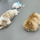 도기크루 이미지