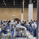 골든블랙123 이미지