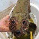 메씨엘리 이미지