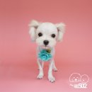 강아지미용실502 이미지