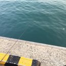 여기는 팔포항입니다 이미지