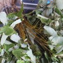 병용농장 이미지