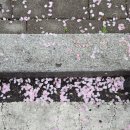 홈플러스무거점 | 울산 벚꽃구경 봄나들이 일상🌸