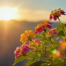 🌵🌵🌵Nature's Embrace: Soothing Sounds for Anxiety 이미지