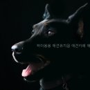 연성애견 | 하이몽몽 애견유치원 애견카페 애견호텔 다양한 프로그램 구성 살펴보기