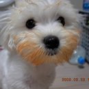 먹자 Daum카페
