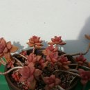 고운 프리티