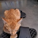 달봉이민박 이미지