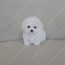 창원강아지분양 헬스독 애견입양 말티푸들포메라니안미니비숑 이미지