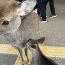 일본 나라공원 사슴 먹이주기 후기 오사카 근교여행 필수코스