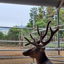 블루베리사슴농장 이미지