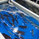 동해시-34 | 대구 매천시장 동해 한치 제철 시작! 멍게·참가자미 회포장 후기(내돈내산)