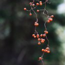 약초랑 닭이랑 이미지