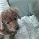 아이케어 동물병원 | 15살 백만이의 노령견관리 영양제 !