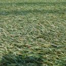 꼬두람이 이미지