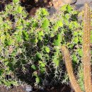 란사로테 이미지