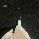 마켓다사슈 | Christmas 낭만 즐기기<키와미야함바그/다이소/무츠산도/프린스인하카타/하카타역 크리스마스 마켓>🐾🐾