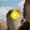 (Kulen Elephant Forest) 관광객을 태우던 은퇴한 코끼리들의 쉼터 이미지