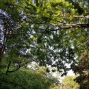 제 534 회 2018-06-30 (토) 365 건강걷기 청계사 맑은숲.계곡 걷기 공지 이미지