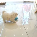 마마스미독 강아지분양 부산덕천점 이미지