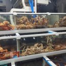 대게풍년 이미지