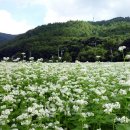 메밀꽃 이미지