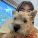 온리퍼피 이미지