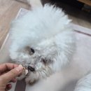 펫츠마트 | 강아지췌장염 소화불량 완화 돕는 벳키퍼 강아지저지방사료, 노령견 강아지습식사료 추천