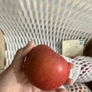 올리브농원 | 무료반품🍎정담아농원 햇사과 부사사과, 그 달콤함으로 만든 역대급 '사과 올리브오일 땅콩버터' 후기!