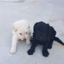 휴먼앤독 이미지