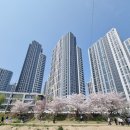 청수11로 | 🌸 천안 원성천 벚꽃길 산책 &amp; 🍗 청당동 교촌치킨 청수점 방문기