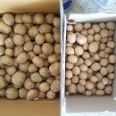 감자중에 최고 선농감자 판매 수미감자예약판매 이미지
