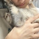 그루밍박스 | 시크묘 집사가 써본 미우타임즈 알로그루밍브러쉬 후기