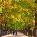 담양청솔 이미지