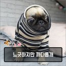 까다롭개 이미지