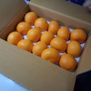 아름다운농장 | 제주왓귤농장 제주농장 직송 천혜향 진한맛 먹어본 후기