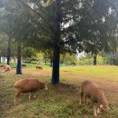 늘솔길공원양떼목장 | 인천 아이랑 갈만한곳 인천 논현동 늘솔길공원 양떼목장 주말 나들이 추천