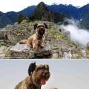 팔자좋은강아지 이미지