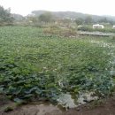 은지농장 이미지