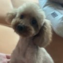 쫑랑쫑랑 | 신원동 애견미용 쫑랑쫑랑 푸들 테디베어컷 대만족
