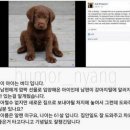 남편이 개털 알레르기가 있어 입양보냅니다 이미지