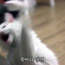 검연검도관 네이버블로그