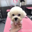 영진펫 | 대구애견미용학원 비숑펫미용실습!위생 관리