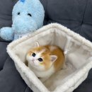 독스캣 강아지고양이 수원점 이미지