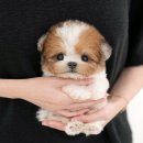 광주강아지분양 고양이분양 미유펫 본점 이미지